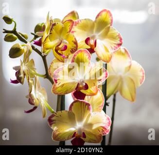 Belles orchidées de différentes couleurs sur fond blanc et gris. Hybrides de Phalaenopsis. Gros plan. Banque D'Images