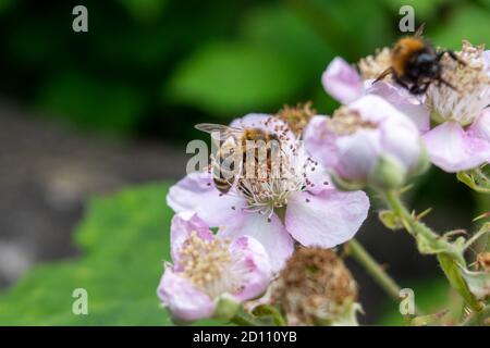 Une abeille, APIs mellifera, se nourrissant d'une blackberry Bramble, Rubus, fleurir avec une autre abeille hors de point dans l'arrière-plan Banque D'Images