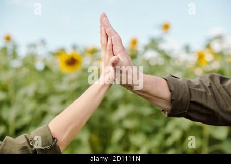 Les mains de l'agriculteur masculin senior en vêtements de travail et celui de sa collègue femme mature Banque D'Images