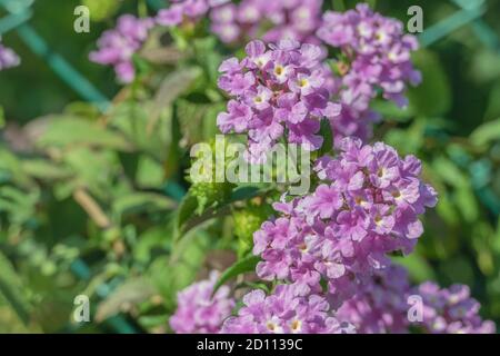 fleurs roses de lantana camara plante à l'extérieur et la lumière du soleil à proximité vue vers le haut Banque D'Images