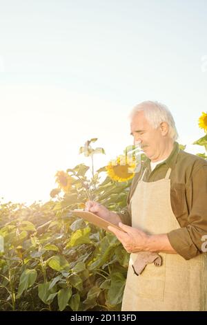 Agriculteur de haut niveau contemporain avec tablier et chemise pour prendre des notes parmi les tournesols Banque D'Images