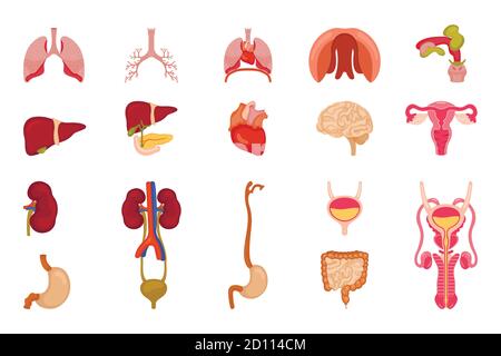 Conception vectorielle du corps et du symbole humain. Ensemble de symboles corps et stock médical Illustration de Vecteur