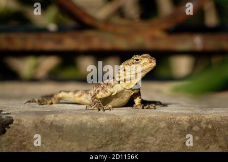 Agama étoilé - Stellagama stellio aussi Lacerta stellio ou Laudakia stellio, également connu sous le nom d'agama étoilé ou d'agama de roche à queue dure, vivant en UE Banque D'Images