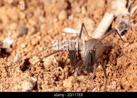 Araignée reclus sur l'habitat naturel - danger araignée toxique Banque D'Images