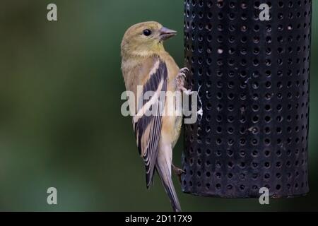 Le doré américain (Spinus tristis) est un granivore, et se trouve souvent dans des zones résidentielles, attirées par des mangeoires d'oiseaux. Ils ont bénéficié de relations publiques humaines Banque D'Images