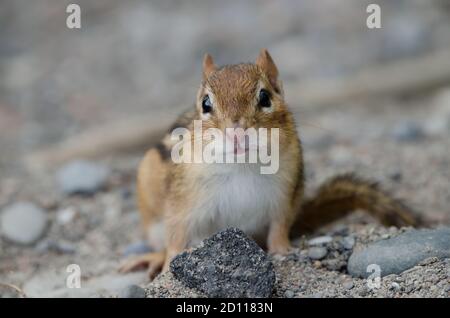 Eastern Chipmunk (Tamias striatus) regarde dans la caméra. Photographié sur une plage à l'extrémité du sentier du lac Ontario à l'AR de conservation de Lynde Shores Banque D'Images