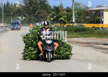Un homme sur un cycle moteur transportant une charge lourde de feuilles, Vietnam, Asie Banque D'Images