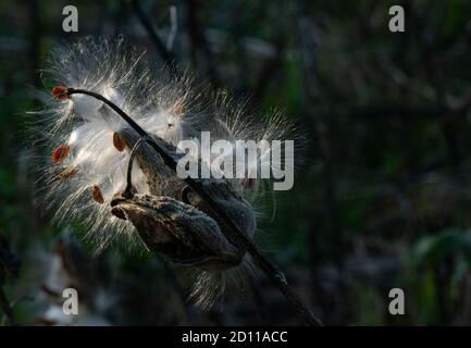 Gousse de moulakaded remplie de graines moelleuses Banque D'Images