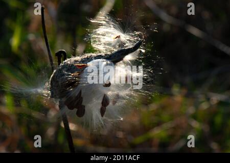 La gousse de milkweed prend le soleil d'octobre Banque D'Images