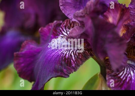 Belle fleur d'iris multicolore dans le jardin. Gros plan, fragilité et concept d'été. Banque D'Images