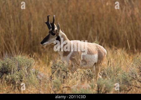 Un buck Pronghorn, Antilocapra americana, dans la vallée de Lamar, dans le parc national de Yellowstone, Wyoming. Un Centre du patrimoine mondial de l'UNESCO et Biosphère Re Banque D'Images