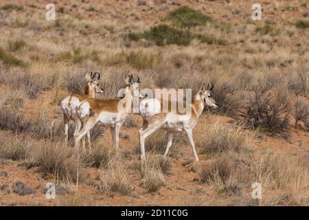 Trois jeunes mâles à pronghorn, Antilocapra americana, dans le désert de prairie à broussailles du sud de l'Utah. Banque D'Images