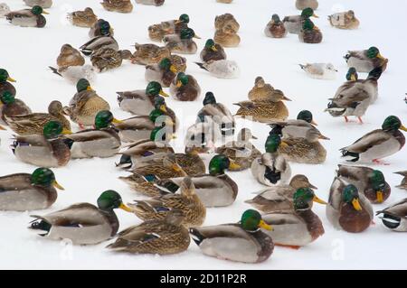 Un troupeau de canards colverts mâles et femelles se rassemblent pendant la neige Storm Port Huron Michigan Banque D'Images