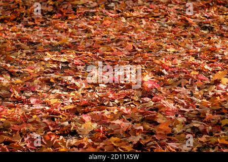 Terrain forestier entièrement recouvert de feuilles d'érable aux couleurs d'automne orange et rouge. Banque D'Images