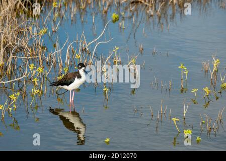 Maui, Hawaï. Stilt à col noir; 'Himantopus mexicanus knudseni' dans la réserve naturelle nationale de Kealia Pond. Banque D'Images