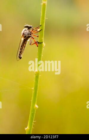 Insectes perchés sur des branches d'herbe Banque D'Images