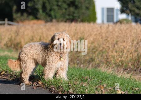 Femelle de mini chien Goldendoodle F1B en extérieur Banque D'Images