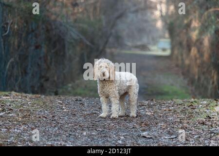 Femelle de mini Goldendoodle F1B chien posant dans un environnement extérieur Banque D'Images