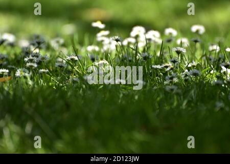 Daises sur l'herbe Banque D'Images