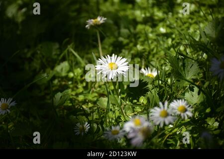 Daises sur l'herbe Banque D'Images