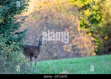 Buck de cerf de Virginie (Odocoileus virginianus) debout dans un champ de foin du Wisconsin, horizontal Banque D'Images