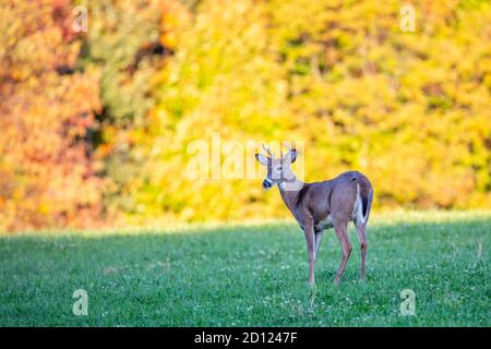 Buck de cerf de Virginie (Odocoileus virginianus) debout dans un champ de foin du Wisconsin, horizontal Banque D'Images