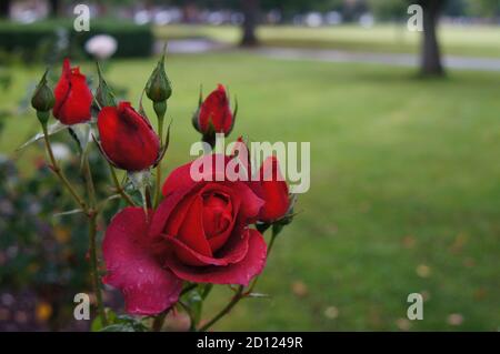 Gros plan de la rose rouge et des bourgeons après la pluie le parc Banque D'Images