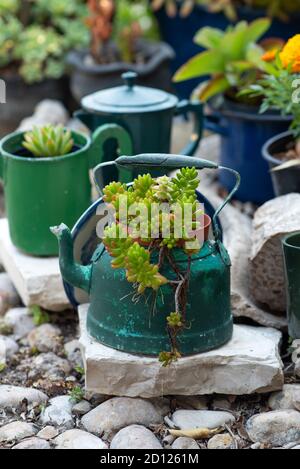 Idées de semoir réutilisées. Les bouilloires d'occasion, les casseroles, les vieilles théières se transforment en pots de fleurs de jardin. Jardin recyclé et style de vie à faible gaspillage. Banque D'Images