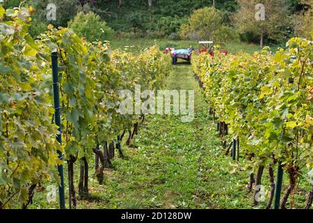 Tracteur dans le vignoble pendant la récolte d'automne Banque D'Images