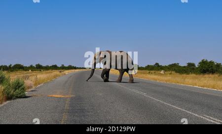 Grand éléphant d'Afrique (loxodonta) avec défenses d'ivoire traversant la route principale entre Kasane et Nata dans le désert de Kalahari, Botswana, Afrique. Banque D'Images