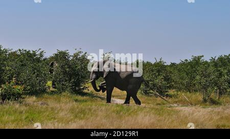 Immense éléphant d'Afrique (loxodonta) avec des défenses d'ivoire grimpant au-dessus d'une clôture cassée le long de la route principale entre Kasane et Nata dans le désert de Kalahari. Banque D'Images
