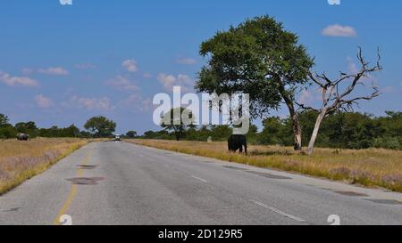 L'éléphant d'Afrique (loxodonta) qui broutage sous un vieux épine de chameau (vachellia erioloba) à proximité de la route principale entre Kasane et Nata dans Kalahari. Banque D'Images