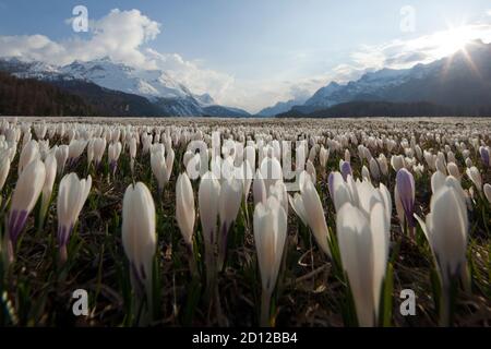 Géographie / Voyage, Suisse, prairie de crocus à Maloja Pass, Engadine, Additional-Rights-Clearance-Info-non-disponible Banque D'Images