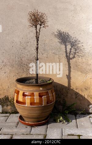 Un vase avec un arbre flétrisé et son ombre le mur Banque D'Images