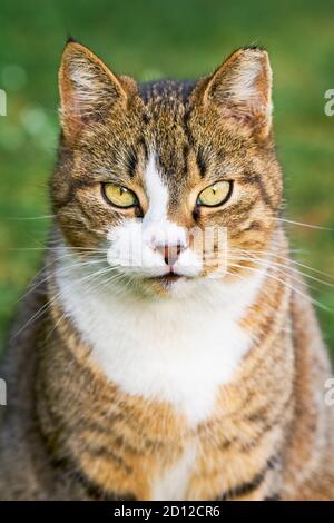 Portrait d'un beau chat domestique tabby avec jaune vif les yeux sont assis dans l'herbe verte et regarde le appareil photo Banque D'Images