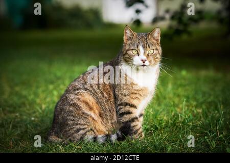 Un beau chat tabby domestique avec des yeux jaune vif est assis dans l'herbe verte et regarde l'appareil photo Banque D'Images