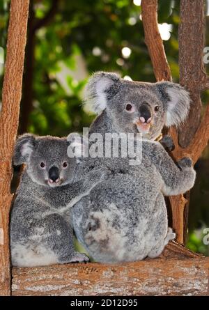 Koala, phascolarctos cinereus, mère et jeune sur son dos Banque D'Images