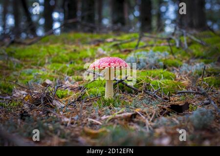 Le champignon agarique de la mouche rouge pousse dans la forêt. Belle saison plante croissante dans la nature Banque D'Images