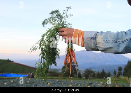 Main de l'agriculteur tenant les carottes récoltées. agriculture dans les hautes terres de l'Indonésie Banque D'Images