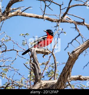 Un shrike croisé cramoisi perché dans un arbre en Afrique australe savannah Banque D'Images