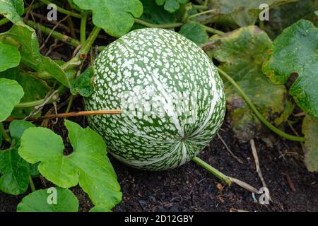 Alcayota, figue de fendre, Cucurbita fifolia. Gourde à feuilles de figues, gourde Malabar, courge de graines noires et cidra, sidra, zambo, melon à nageoires de requin Banque D'Images