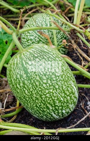 Alcayota, figue de fendre, Cucurbita fifolia. Gourde à feuilles de figues, gourde Malabar, courge de graines noires et cidra, sidra, zambo, melon à nageoires de requin Banque D'Images