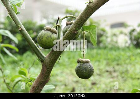 Mangoustan (Garcinia mangostana) qui porte des fruits. Mangoustan vert qui est encore cru sur un fond de jardins verts. Plante tropicale luxuriante Banque D'Images