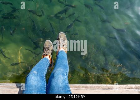 Assis sur la jetée et regardant un troupeau de poissons truites dans un lac. Photo de haute qualité Banque D'Images