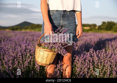 Jeune femme tenant un panier en osier avec des fleurs de lavande dans le champ Banque D'Images