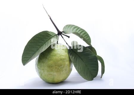 fond blanc isolé de goyave vert frais. Feuilles vertes et fruits de goyave mûrs de l'arbre. Concept de photo de nourriture saine Banque D'Images