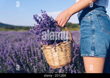 Jeune femme tenant un panier en osier avec des fleurs de lavande dans le champ Banque D'Images