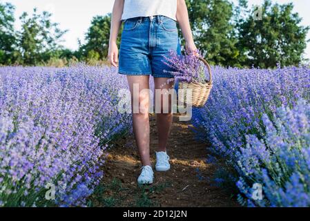 Jeune femme tenant un panier en osier avec des fleurs de lavande dans le champ Banque D'Images