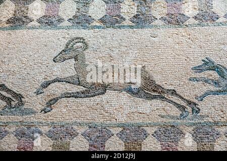 Maison de Dionysos, Paphos : mosaïque de scène de chasse représentant un Mouflon en cours d'exécution. Banque D'Images