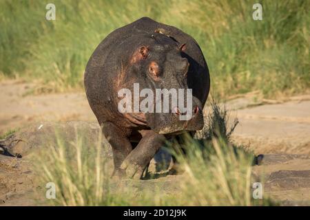 Portrait horizontal d'un hippopotame adulte en marche hors de l'eau Vers caméra à Masai Mara au Kenya Banque D'Images